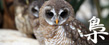 フクロウの額（伊勢型紙）