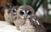 フクロウの写真