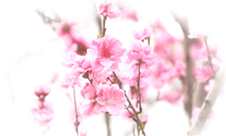 桃の花の画像