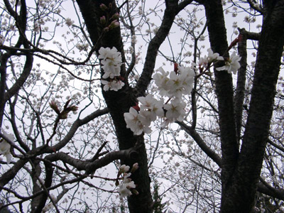 桜の花アップ