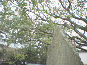 夏の不断桜（葉桜）