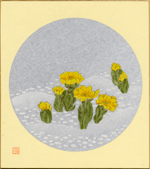 福寿草