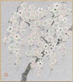 しだれ桜-２