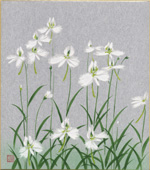 さぎ草-1