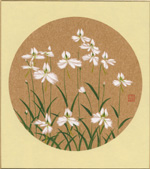 さぎ草-2