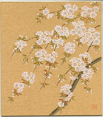 しだれ桜-１